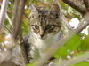 On The Hunt (domestic tiger) 1