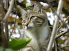 On The Hunt (domestic tiger) 3