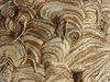 Wasp Nest