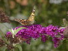 Butterfly (? Brauner Baer) on 