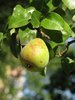 pear tree