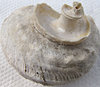 shell spiral