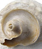 shell spiral