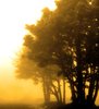 Misty Morning