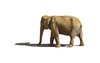 Elephants 2