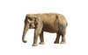Elephants 4