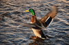 Duck od the water