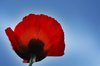 flower - poppy