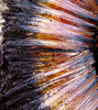 dirty grass tree hollow
