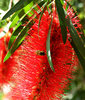BBB - bee on bottle brush