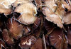 dirty fungi clump