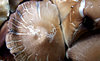 dirty fungi clump
