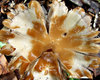fungal face