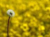 Oil seed, rape