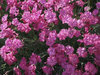 Garden pinks