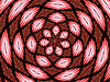 red and pink bauble rose