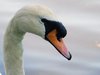 Swan