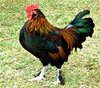 chicken dandy