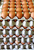 eggs-stack-ly