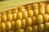Maize