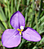purple velvet