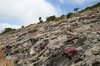 Rocky habitat