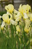 yellow iris