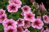 pink flowers