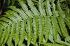 fern