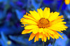 Beautiful Flower