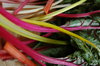 Swiss chard 2