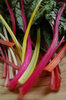 Swiss chard 3
