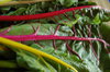 Swiss chard 5