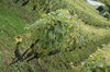 Vineyard 5