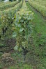 Vineyard 3