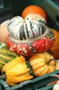 Pumkins, squashes & gourds 3