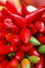 Red chilli pepper
