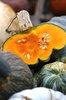 Pumkins, squashes & gourds 5