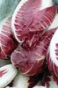 radicchio salad