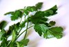 Coriander leaves (herb)