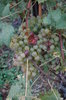 Vineyard 1