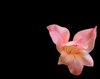 Gladiolus on Black