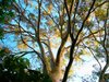 Sun on Gum Tree