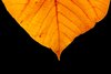 Autumn Contrast