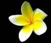 Frangipani or Plumeria