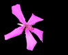 Pink Blossom