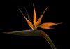 Bird of paradise I