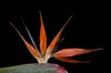 Bird of paradise III