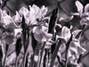 flower  19