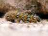 caterpillar